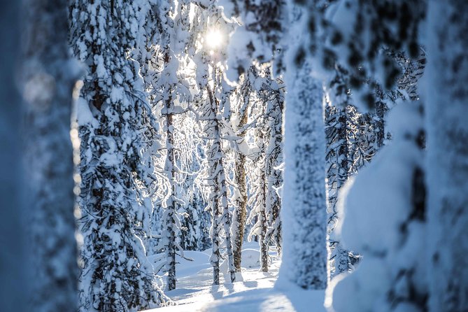 Backcountry skiing adventure - The Forest Shelter Stop: Sausages, Warm Drinks, and a Reset