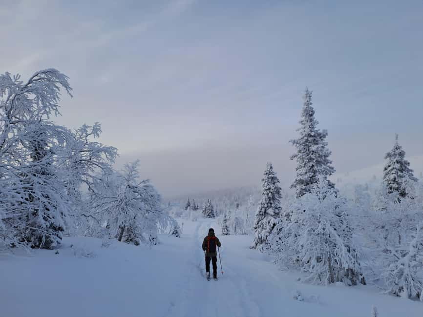 Ylläs: Guided Nordic Skiing Tour in Lapland Wilderness - Nordic skiing in Lapland’s Pallas-Yllästunturi Park: what you’re actually signing up for