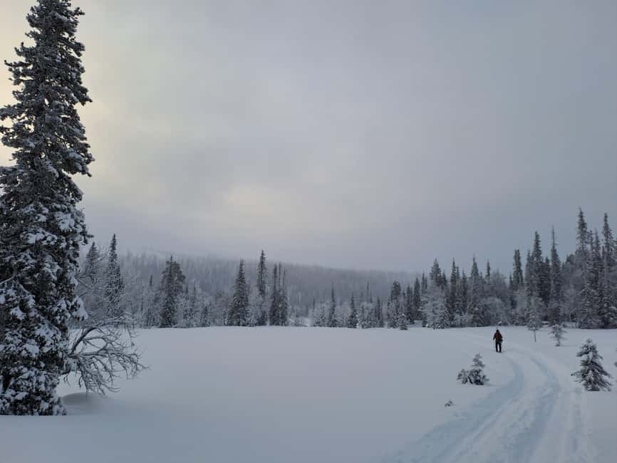 Ylläs: Guided Nordic Skiing Tour in Lapland Wilderness - Snow forests, frozen lakes, and photo pauses you’ll actually appreciate